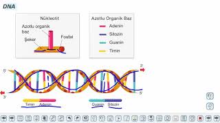Eğitim Vadisi TYT Biyoloji 3.Föy Canlıların Yapısında Bulunan Temel Bileşikler 2 (Vitaminler,Nükleik Asitler,ATP) Konu Anlatım Videoları