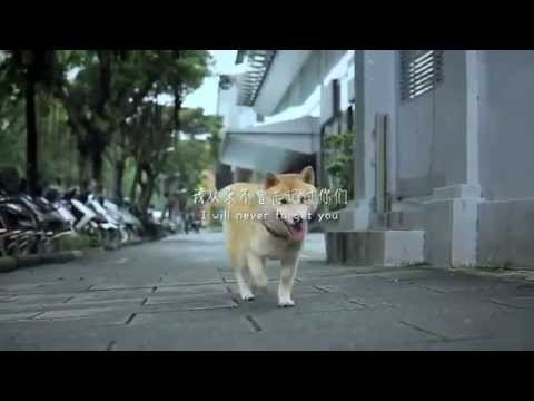 Abandonó a su perro. Nunca imaginó lo que sucedería. Tu perro jamás se olvidará de ti