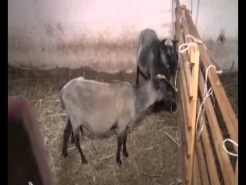 01 03 2016 RTV Vranje Priznata romanovska rasa ovaca