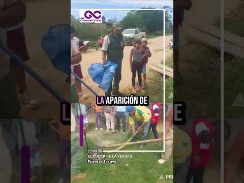 ENCUENTRAN BOA DE 5 METROS EN SAN BORJA - #sicurí #boa #sanborja #beni #bolivia