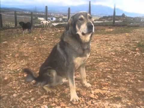 Μολοσσος της Ηπειρου - Molossus of Epirus