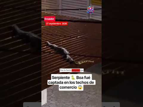 Una enorme serpiente fue captada deslizándose sobre los techos de locales comerciales en La Bahía