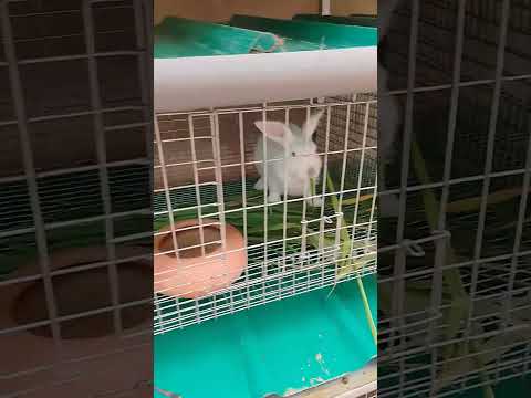 Best rabbit cage design for collection of urine and poop for organic farming.