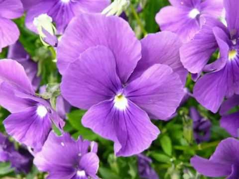 Klapa Viola - U našen mistu ima jedan cvit