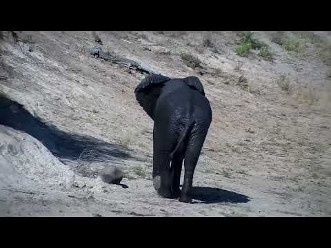 Djuma: Lone Elephant bull has a drink - 15:55 - 01/28/2023