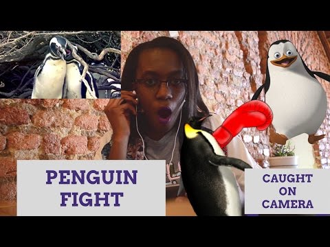 HOMEWRECKING Penguin CAUGHT | reaction