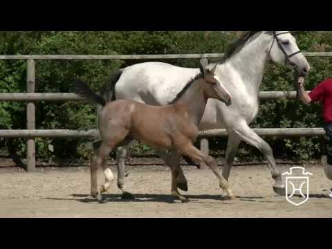 RD083CH Stutfohlen von Cascadello I - Cassini I - Corrado I