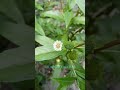 Bhringraj Eclipta Prostrata False Daisy  yerba De Tago കയ്യൂന്നി