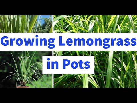 How To Grow Lemongrass In Pots