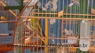 OURO NEGRO CMA