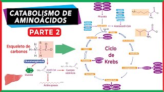 Fate of the Carbon Skeleton | Amino Acid Catabolism - Part 2