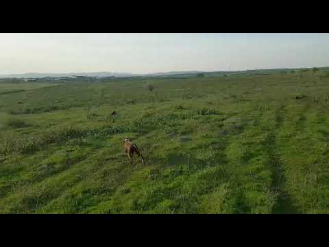 Ömür Av Köpekleri 1 Ömür Av Köpekleri 1