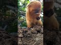 Hello Golden Tamarin😍@rwpzoo #marmoset #marmosetsofinstagram #marmosets #monkeys #monkey