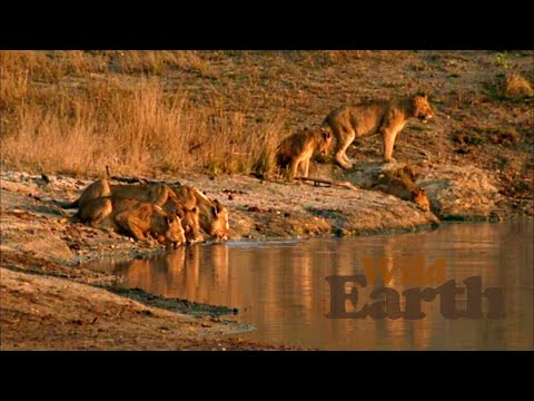 WildEarth - Sunrise Safari - 7 May 2020