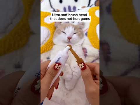 Beautiful cats😻#yt_shorts #trending #🐈🐈‍⬛💞