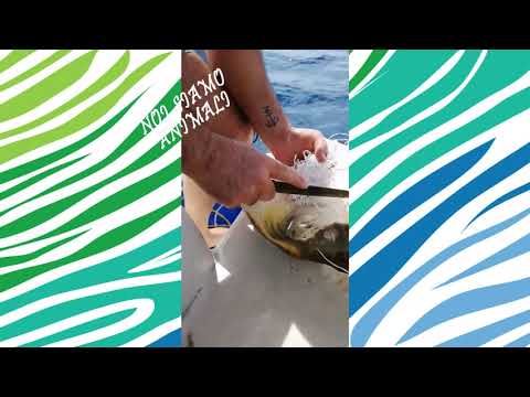 Salvataggio tartaruga Caretta caretta dalla plastica in mare