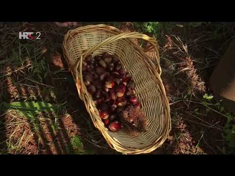 VRTLARICA - Nove metode