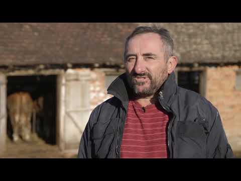 Farma krava i proizvodnja mleka u selu Donja Badanja - U nasem ataru 771