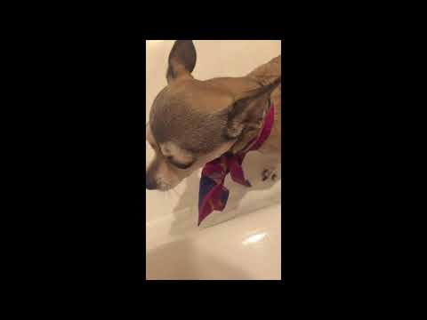 Who let the dogs out