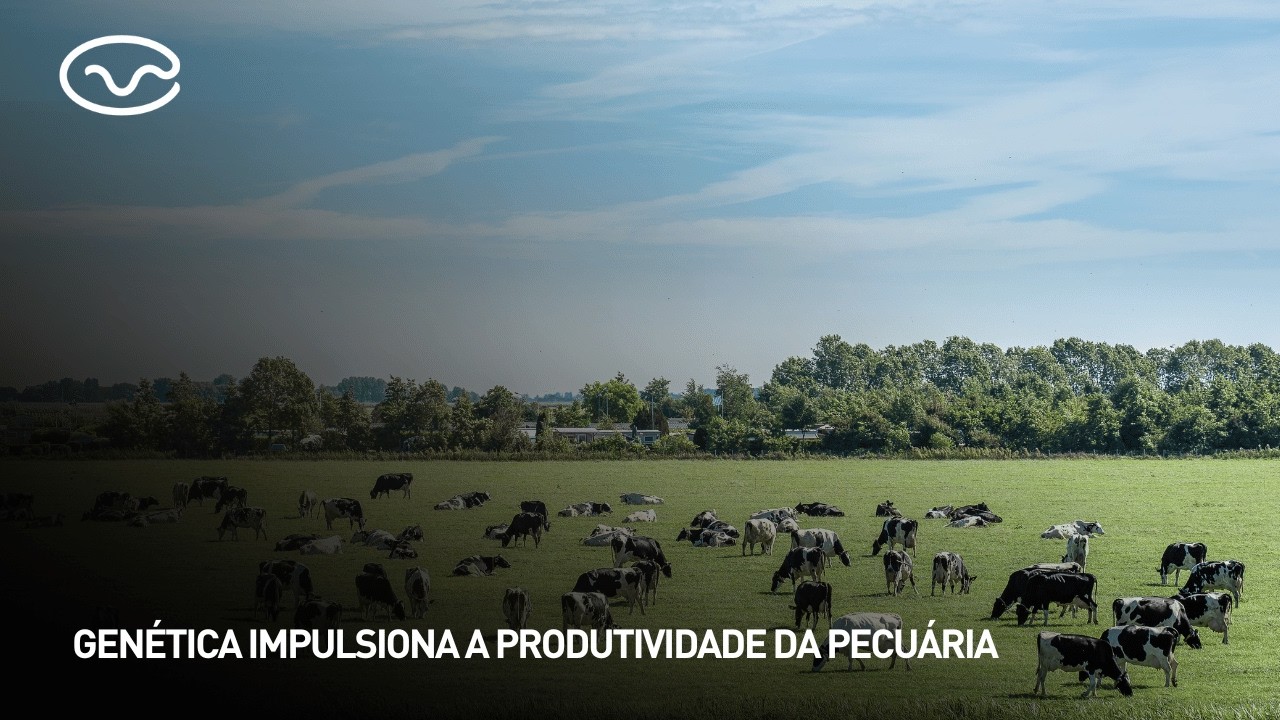 Genética impulsiona a produtividade da pecuária