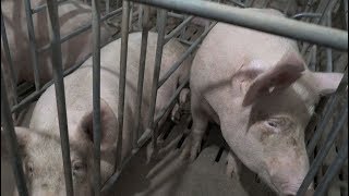 African swine fever hits every Chinese mainland province