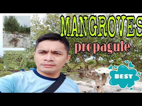 #MangrovePlanting#FishNursery Paano Magtanim at Magparami nang Mangroves Gamit lang Propagule