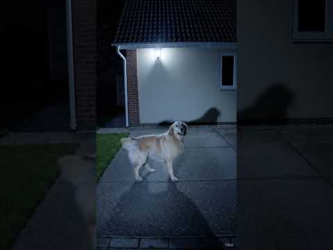 Dog vs Shadow — The Eternal Rivalry 🐾 #CCTV #Dog #FunnyDog