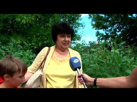 В центре Курска разросся бурьян