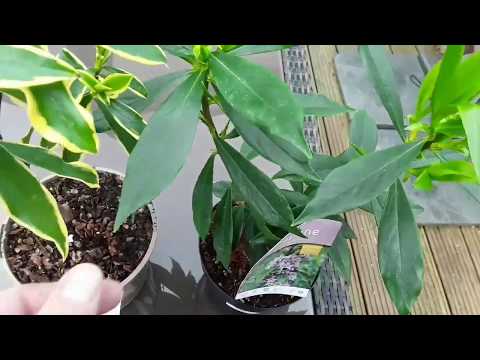 Introducing the Daphne Odora shrubs, heavily scented beauties