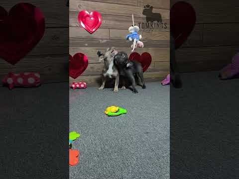Video 2