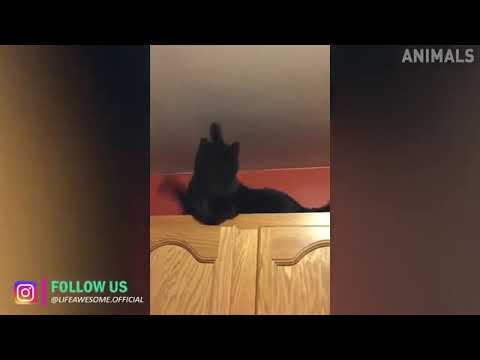 Try Not To Laugh Animals Funny Cats Videos 2021 Funniest Clean Vines Compila