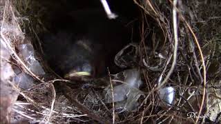 Wren Nest on Shelf Outside Patio