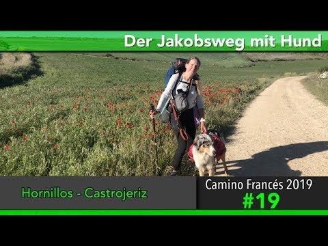 Camino de Santiago with a dog - Documentary 2019 (4K) Day 19: Hornillos - Castrojeriz || Camino S...