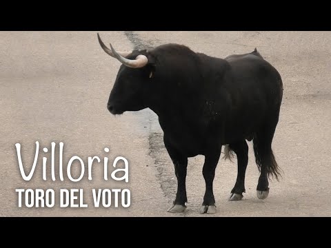 Villoria 2024 Toro del Voto