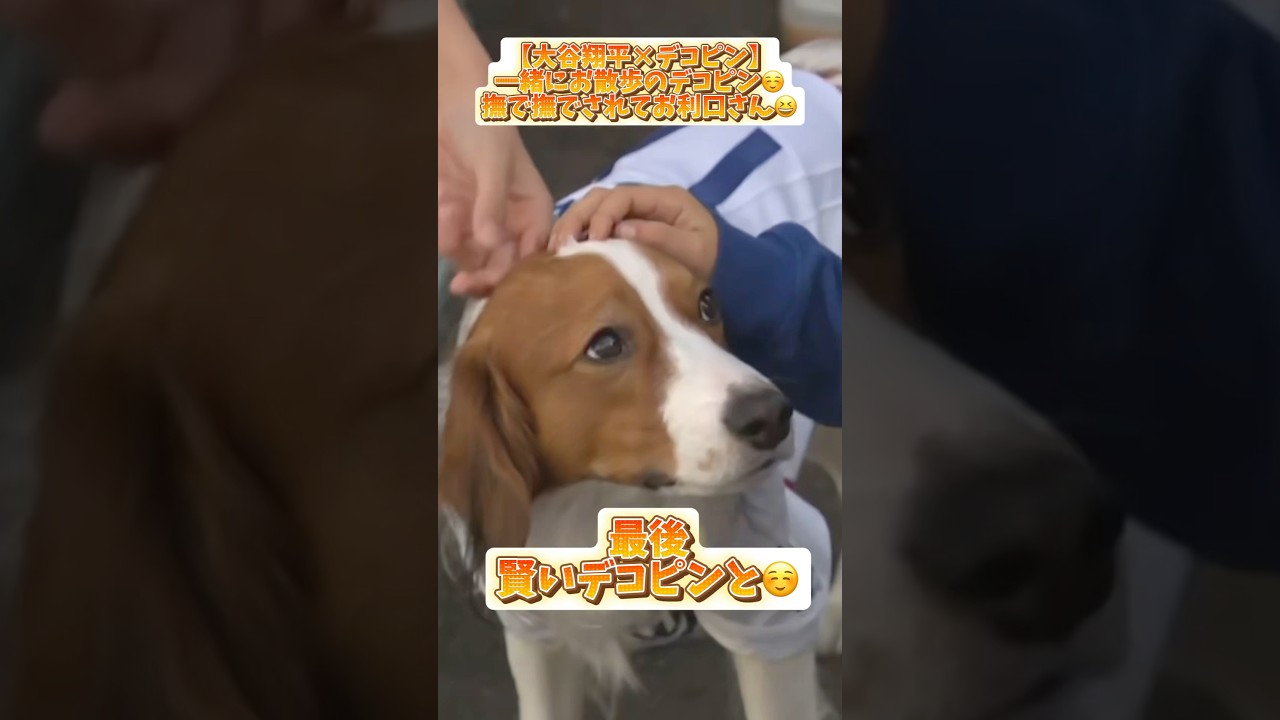 【大谷翔平】一緒にお散歩のデコピン‼️最後賢いデコピンと☺️【デコピン】#コメント見てね #大谷翔平 #mlb #baseball #デコピン