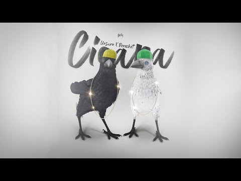 Ursaru x Berechet - Cioara