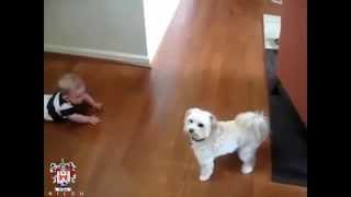 Cute Babies Playing With Funny Dogs 1