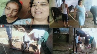 🐄cow bathing by hand 🙌desi village life 🌄