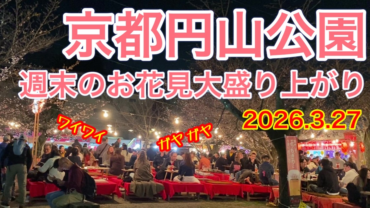 【京都桜観光🌸】こんな事になってるとは…夜の円山公園がヤバすぎた（祇園しだれ桜ライトアップ）#京都観光 #女ひとり旅 #京都