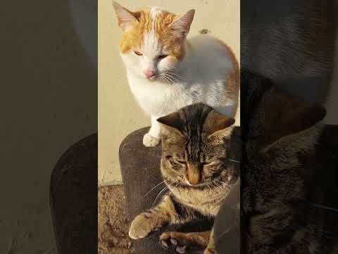 #cat #cats #cute #adorable #morning #sunlight #sunset Sabah hasbihali with #tekir #karamel #fofenk