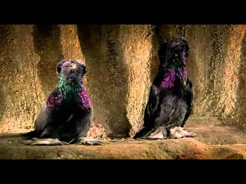 Der Zauber der Taube - Arte - Teil 2 von 3