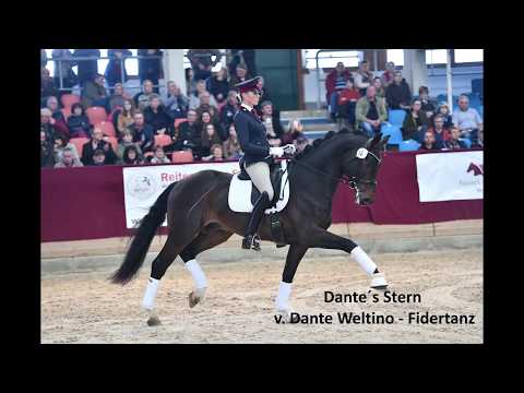 Dante´s Stern DSP Hengst v. Dante Weltino -Fidertanz