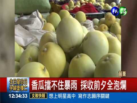 暴雨害農損 香瓜泡爛.甜柿落果