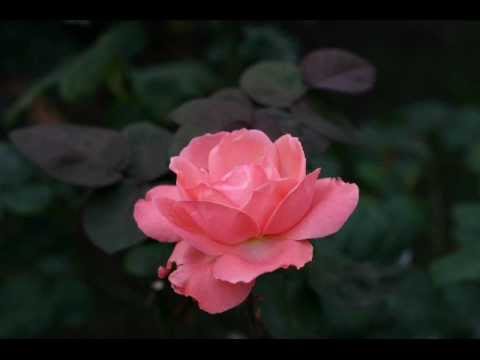 ／ はなびら (Ayako Ikeda - Hanabira) -Album Version