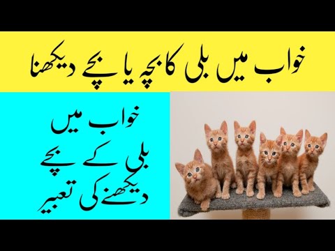 Khwab mein billi ka bacha dekhna/ Khwab mein billi ka bacha dekhna ki tabeer/ khwab mein cat dekhna