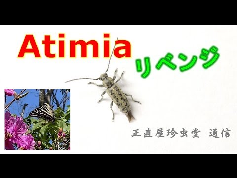 Atimiaリベンジ