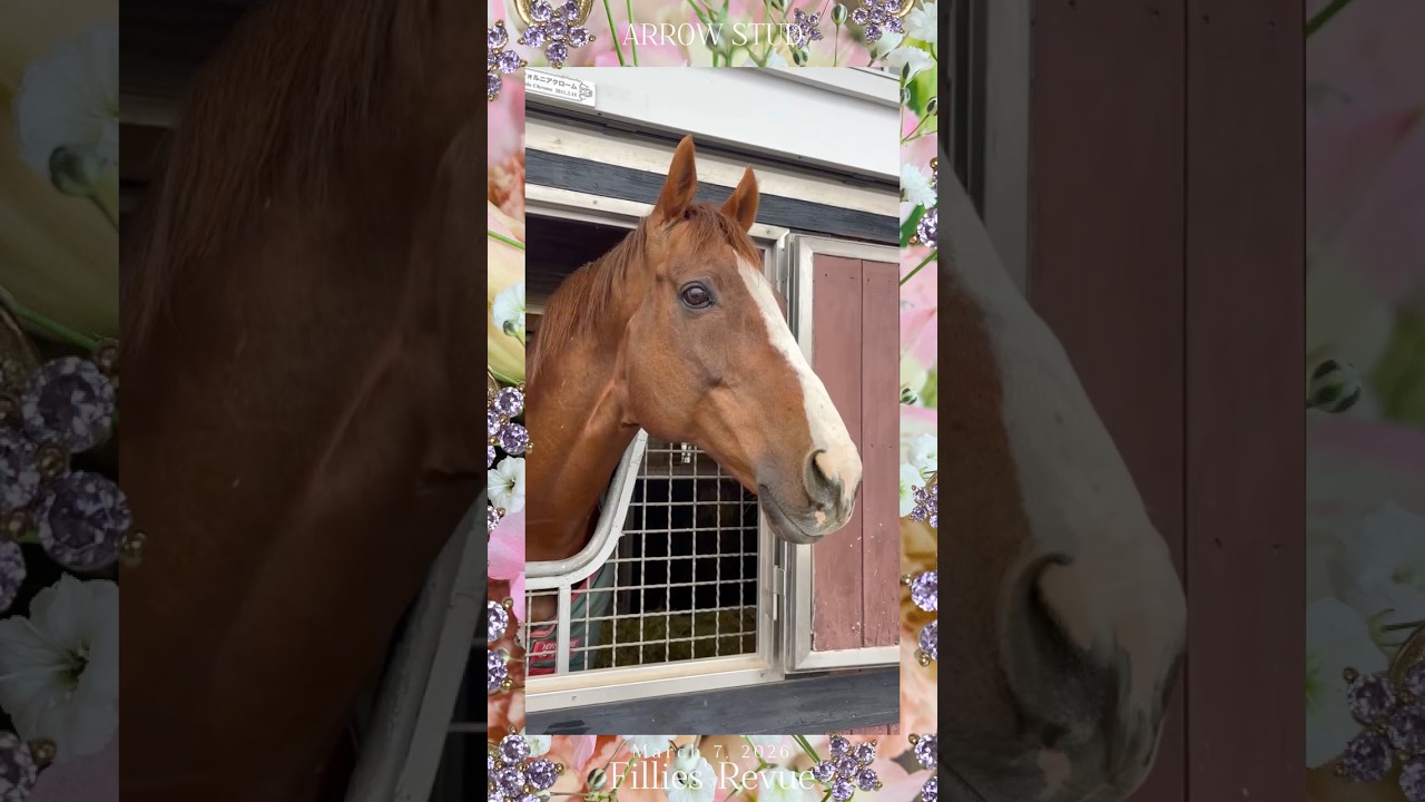 『The Knights of the Round Table🛡️✨』 #アロースタッド #カリフォルニアクローム #モズアスコット #californiachrome #ascot