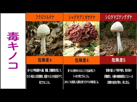 2023年秋にフランスで採取を避けるべき猛毒キノコは何ですか