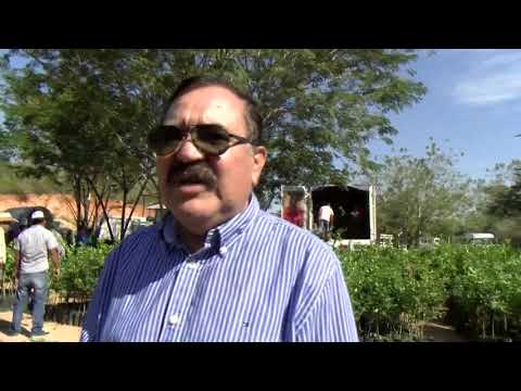 El Gobernador de Guerrero favoreció a limoneros