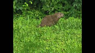 Dillards Ground Hog